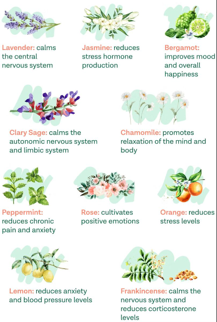 Silkinder Luxury Aromatherapy Essential Oils Collection - 8 Bottles of Pure Bliss (including Ylang-Ylang) for wellness.